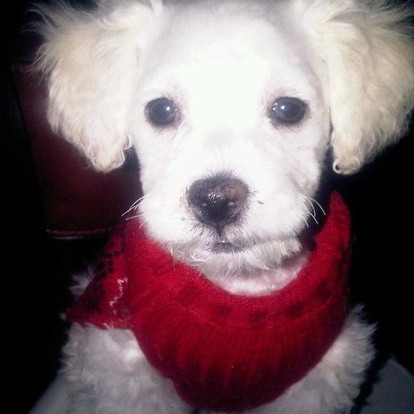 Meet your Posher, Carlos - Picture 1 of 1